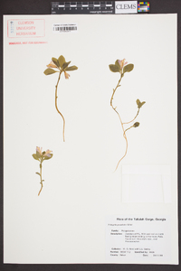 Polygala pauciflora image