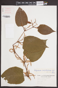 Reynoutria japonica image