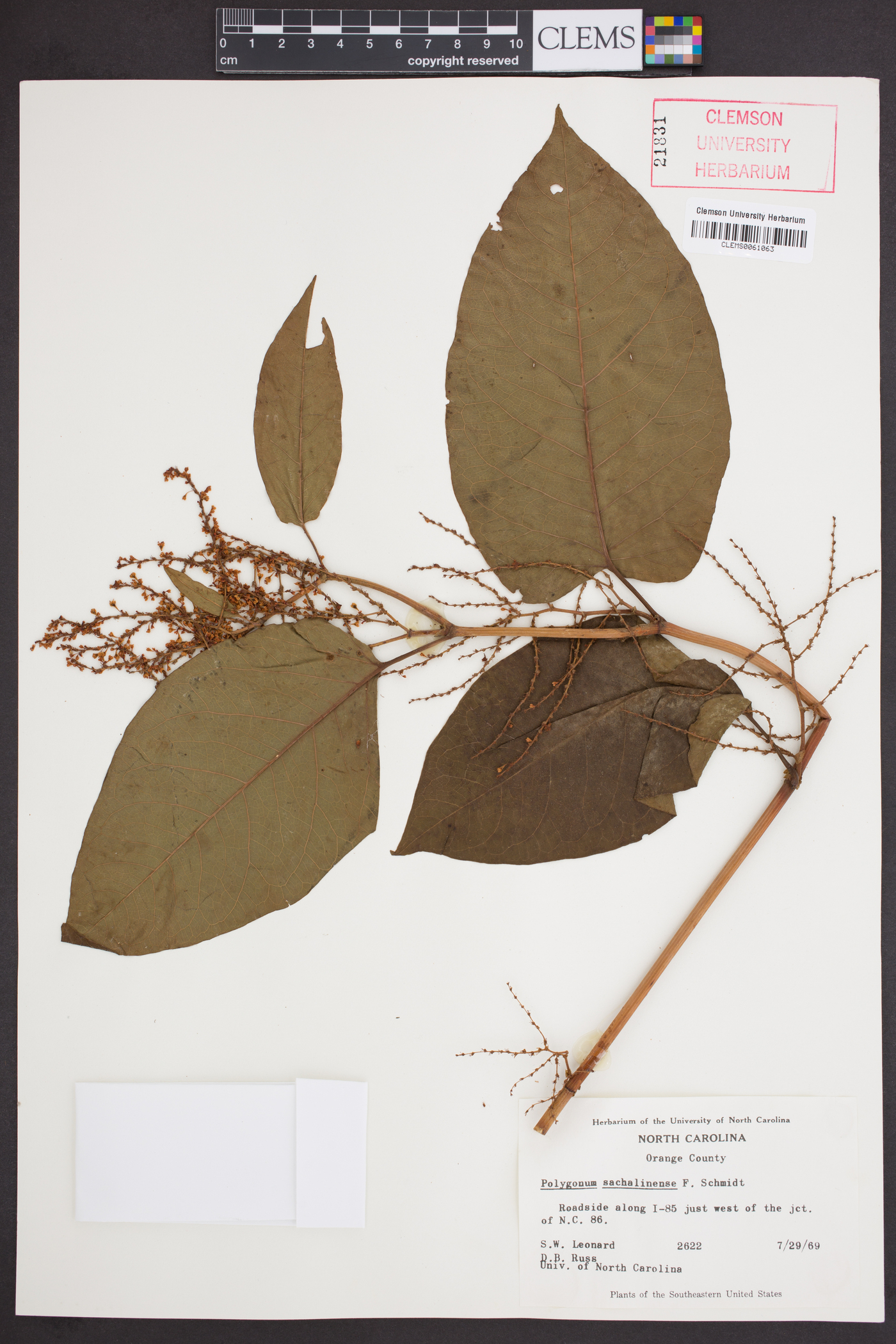 Polygonum sachalinense image