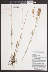 Rumex hastatulus image