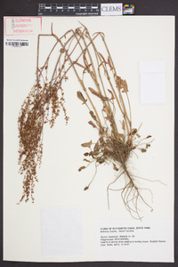 Rumex hastatulus image