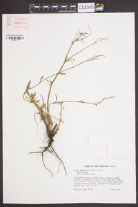 Rumex hastatulus image