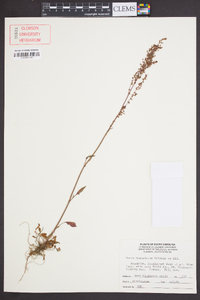 Rumex hastatulus image