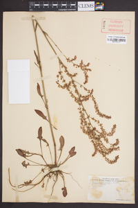 Rumex hastatulus image