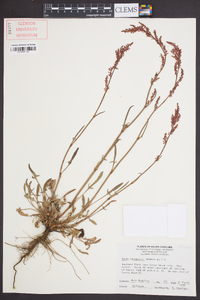 Rumex hastatulus image