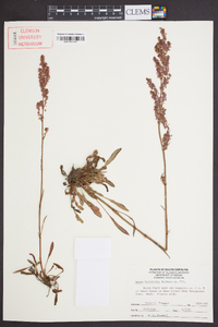 Rumex hastatulus image