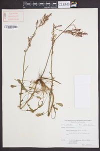 Rumex hastatulus image