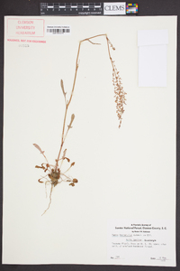 Rumex hastatulus image