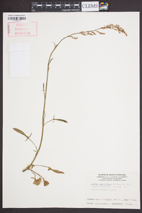 Rumex hastatulus image