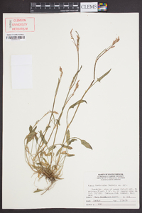 Rumex hastatulus image