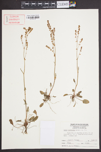 Rumex hastatulus image