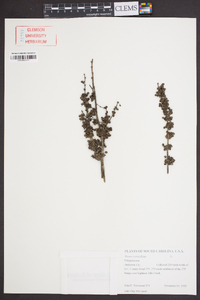 Rumex verticillatus image