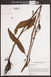 Rumex verticillatus image