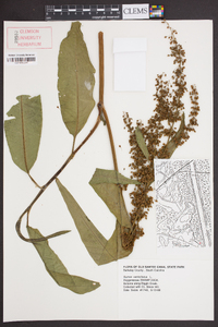 Rumex verticillatus image