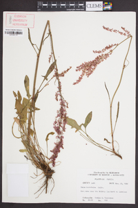 Rumex hastatulus image