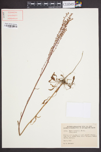 Rumex hastatulus image