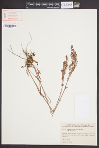 Rumex hastatulus image