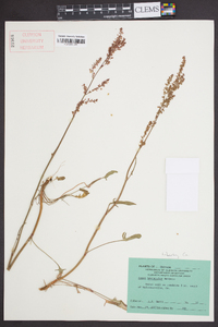 Rumex hastatulus image