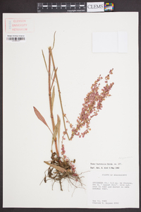 Rumex hastatulus image