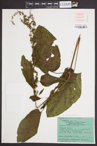 Rumex obtusifolius image