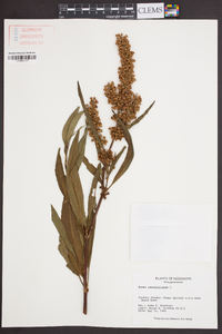 Rumex verticillatus image