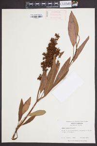 Rumex verticillatus image