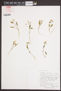 Claytonia caroliniana image