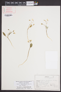 Claytonia caroliniana image