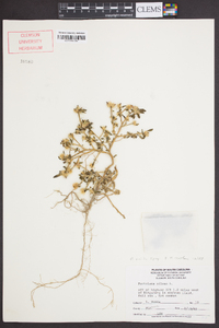 Portulaca amilis image