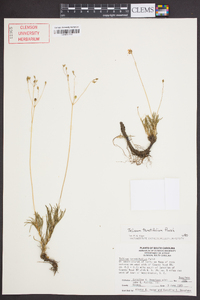 Talinum teretifolium image