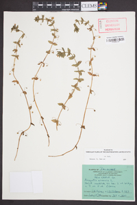 Lysimachia arvensis image