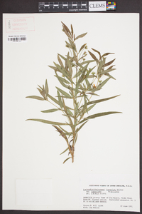 Lysimachia lanceolata image