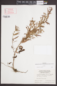 Lysimachia lanceolata image