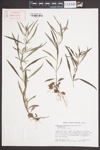 Lysimachia lanceolata image