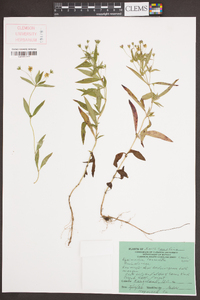 Lysimachia lanceolata image