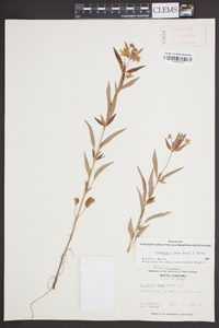 Lysimachia tonsa image