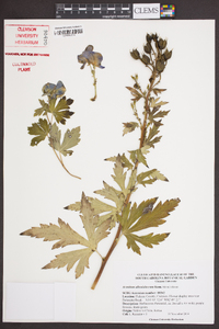 Aconitum alboviolaceum image