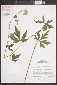 Aconitum uncinatum image