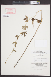 Aconitum uncinatum image