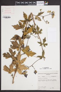 Aconitum uncinatum image