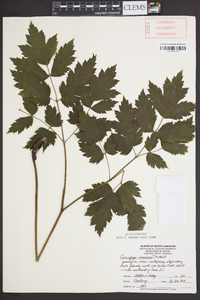 Actaea racemosa image