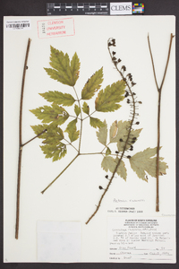 Actaea racemosa image