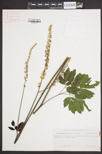 Actaea racemosa image