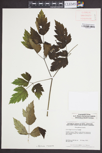 Actaea racemosa image