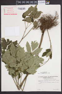 Actaea racemosa image