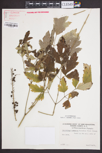 Actaea racemosa image