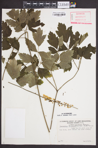 Actaea racemosa image