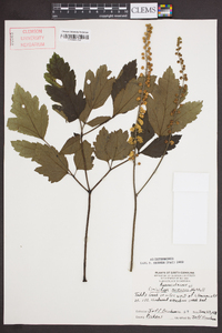 Actaea racemosa image