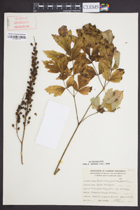 Actaea racemosa image