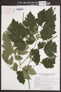 Actaea racemosa image